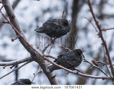 The starlings sitting on a tree branch closeup