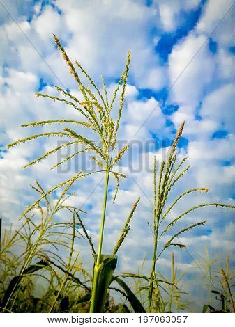 Golden sweet corn can produce plenty of food every day.