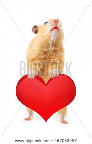 Hamster with heart isolated on white background