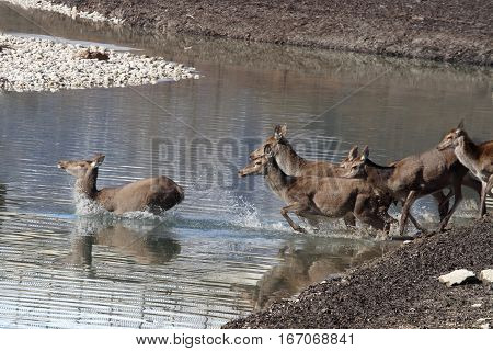 The deer crossing the water of Lake Barrea