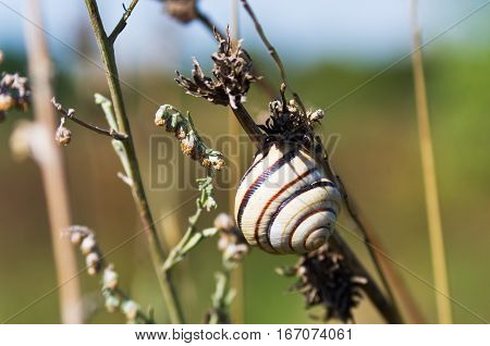 Snail on a dry blade of grass on the field background