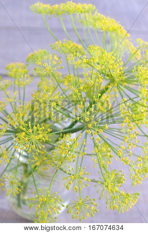 fresh tasty yellow dill weed garden fresh
