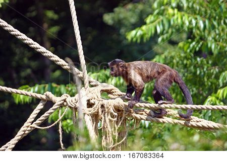 Small brown capuchin monkey on the ropes