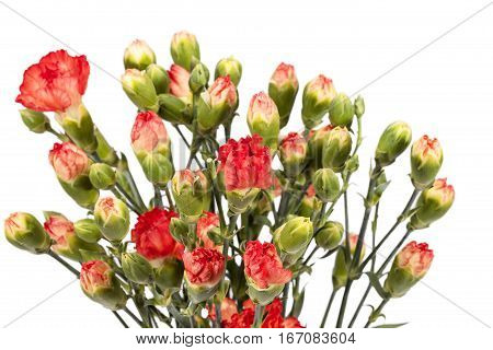 Bouquet of red carnation (Dianthus caryophyllus) isolated on white background.
