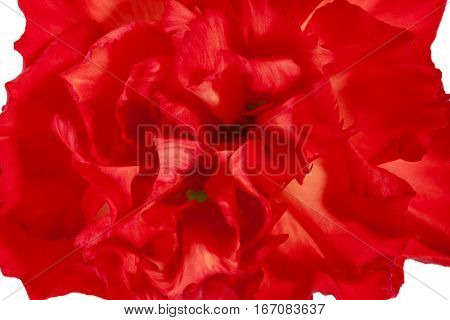Single flower of red carnation (Dianthus caryophyllus) close up.