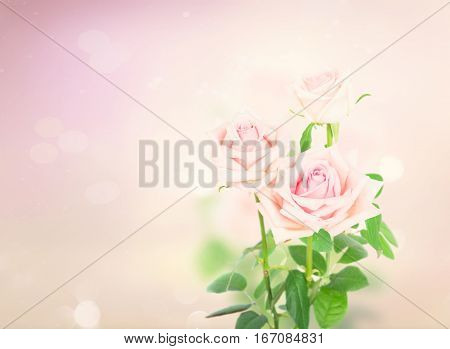 Two pink blooming fresh rose buds with green leaves on pink background with copy space