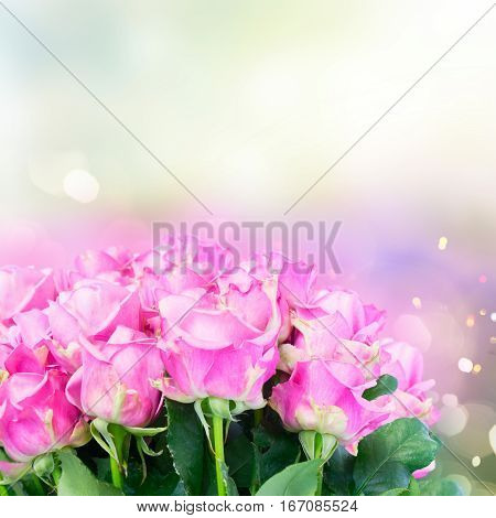 Violet fresh roses bunch on gerden bokeh background with copy space
