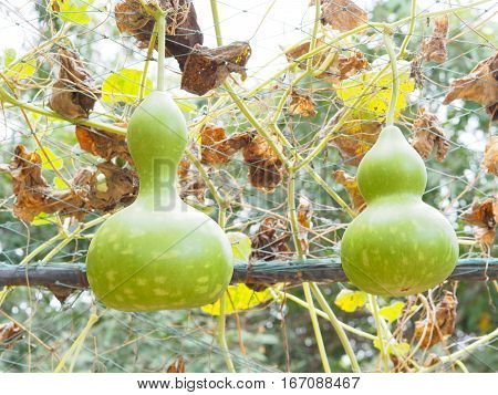 Two green calabashs on tree. Bottle gourd (Lagenaria siceraria Standl.).
