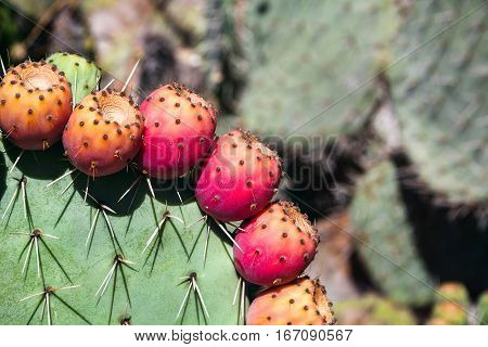 Prickly pear cactus close up with fruit in red color cactus spines.