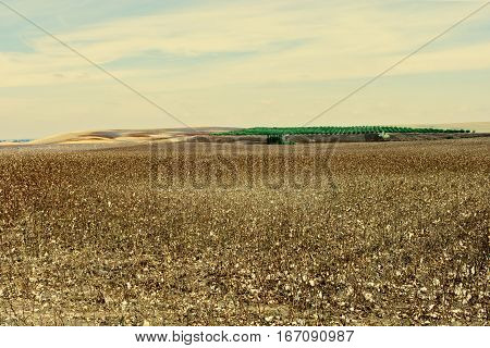 Ripe Cotton Bolls on Branch Ready for Harvests Vintage Style Toned Picture