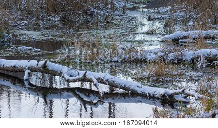 Broken birch tree trunk snow wrapped lying over water of Lesna River in winter, Bialowieza Forest, Poland, Europe