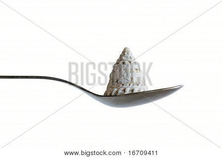 Shell In The Spoon