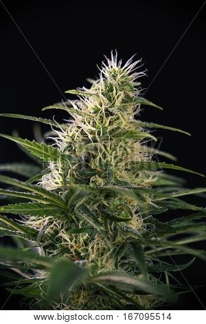 Detail of Cannabis cola (black russian marijuana strain) with visible hairs, trichomes and leaves on late flowering stage