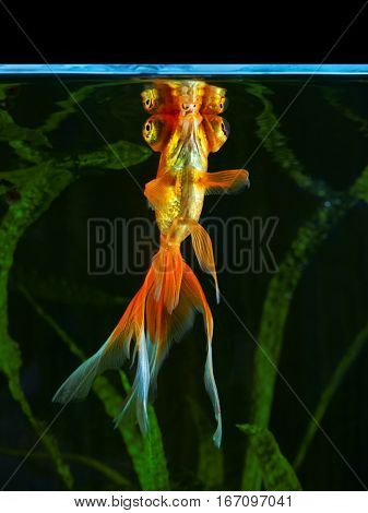 Goldfish aquarium a fish on the background of aquatic plants