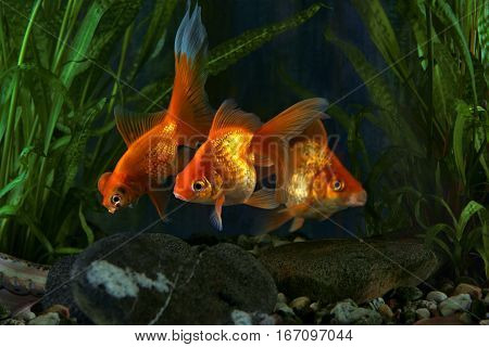 Goldfish aquarium a fish on the background of aquatic plants