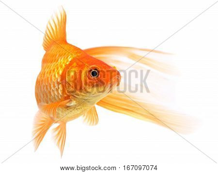 Goldfish, one fish on a white background