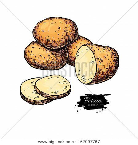 Potato vector drawing. Isolated hand drawn  potatoes heap and sliced piece. Vegetable artistic  style illustration. Detailed vegetarian food sketch. Farm market product.