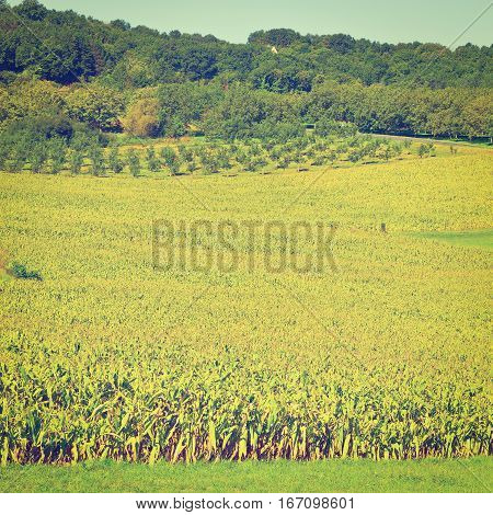 Plantation of Corn in the French Limousen Instagram Effect