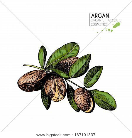 Vector set of hair care ingredients. Organic hand drawn colored elements. Argan nuts branch. Use for cosmetic package shop store products spa salon wellne program procedure skin beauty