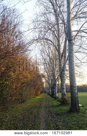 Milan (Lombardy Italy): the park known as Parco Nord at fall