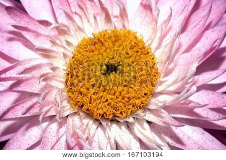 Helichysum (pink) is a common perennial flower sometimes called Everlasting