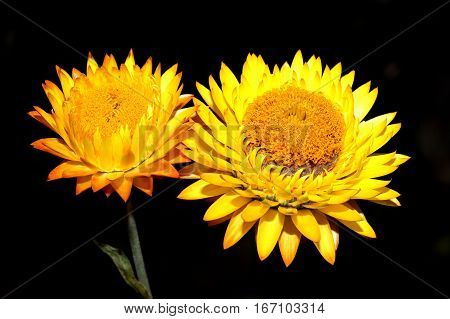 Helichysum (yellow) is a common perennial flower sometimes called Everlasting