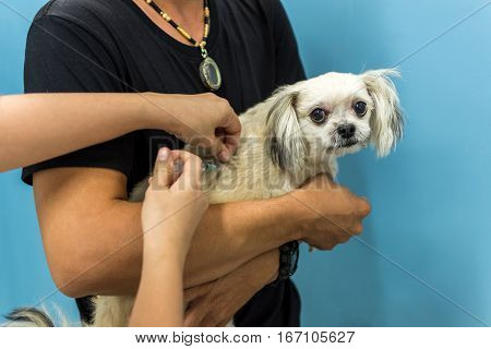 Dog Get Vaccinated Against