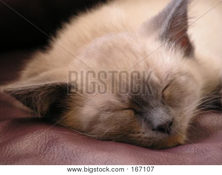 Spící kotě Siamské 1