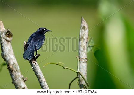 Greater Antillean grackle or Quiscalus niger in wild