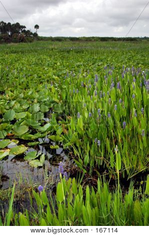 Giorno nuvoloso Marsh