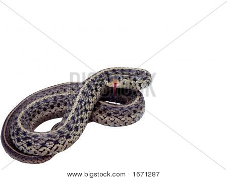 Sirtalis isolado