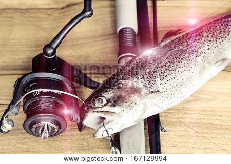 Fresh Rainbow Trout Closeup,soft Lighting Effect.
