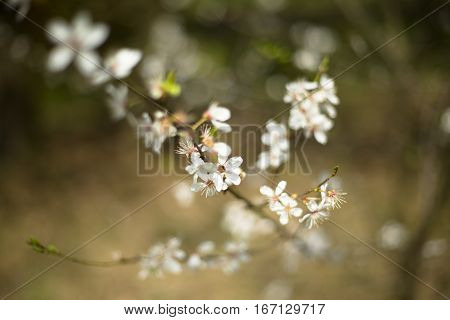 White and fragrant cherry flower during spring time