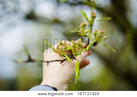 Fresh apple sprout in the spring garden