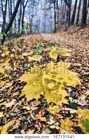 Close up of the surface of a leaf in autumn in Poland