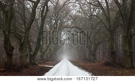 Snow-covered road in a gloomy forest. Dark tree.