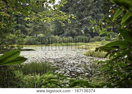 Lush foliage around a pond in the arboretum, Highlands, North Carolina