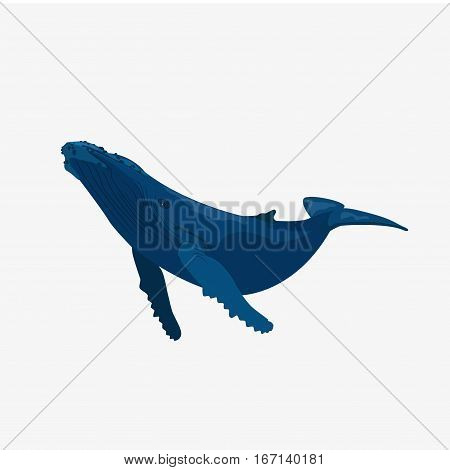 Blue Whale Illustration