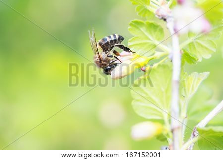 Little bee gathers nectar from flowering branches in early spring