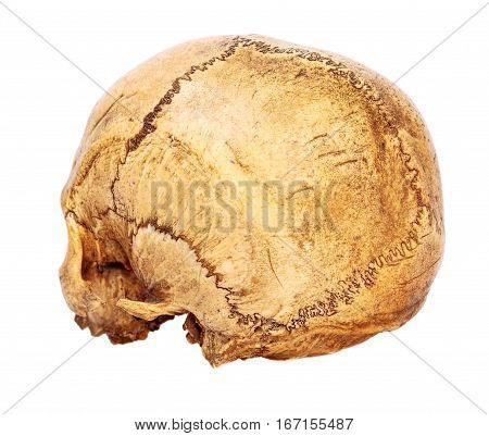 One old jawless Human Scull back view isolated on white