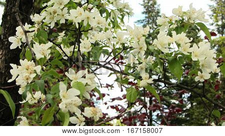 Flowering trees are in a spring park. Snow-white trees on a background blue sky.