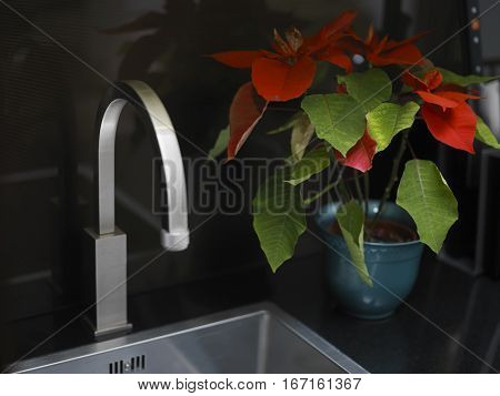 A beautiful pointsettia plant with red leaves in a pot next to the metal faucet, closeup selective focus shot