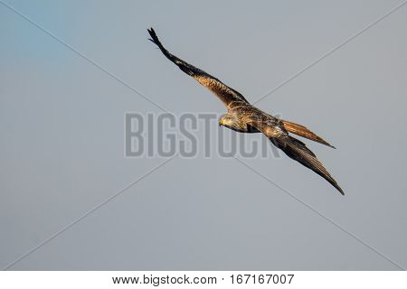 Red kite (Milvus milvus) soaring in flight with wings straight. Medium-large bird of prey in family Accipitridae flying in Wales UK