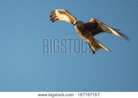 Red kite (Milvus milvus) in flight with wings angled. Medium-large bird of prey in family Accipitridae flying in Wales UK