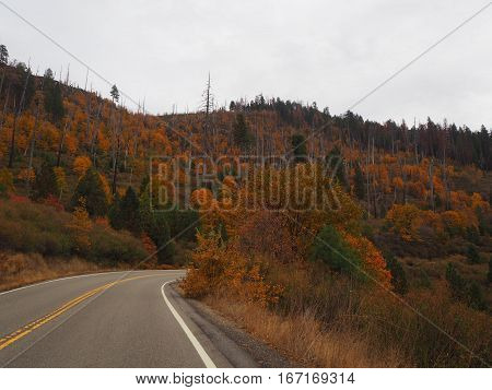 On the road with coloring fall trees.