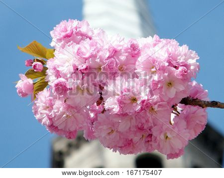 Sakura Prunus serrulata Blossoms in spring in Washington USA April 5 2010