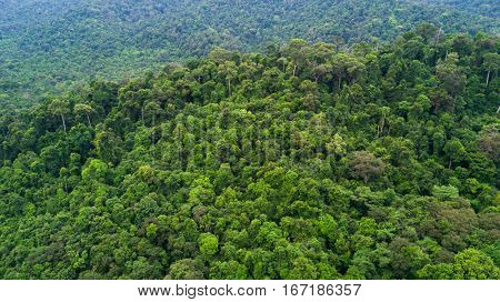 Aerial view of lush tropical rainforest in Koh Tarutao island, Thailand