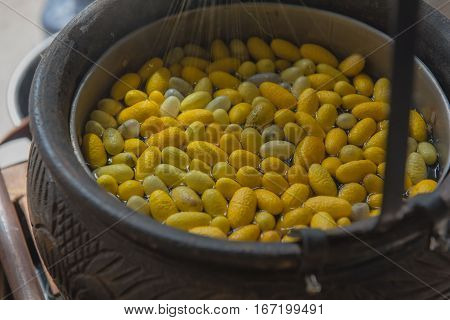 Beautiful yellow color Boiling cocoon silkworm in a pot.
