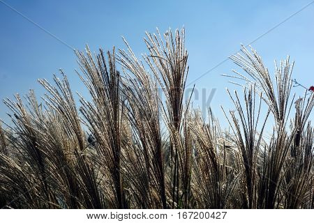 Chinese silver grass (Miscanthus sinensis) stands tall in Joliet, Illinois during November.
