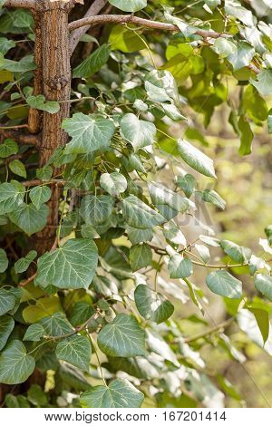 Wild Tree-creeper